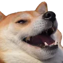 animal_sobaka_FSoftware