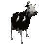 vaca