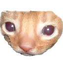 hewwo