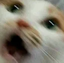 CatScream