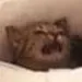 WHYcat