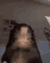 b_rat