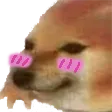 DrursedShy