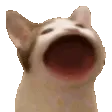 popCat