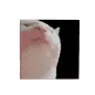 catjam catjam