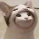 cursedcat