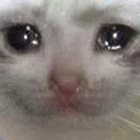 sadcat sadcat