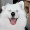 dogicute
