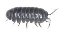 isopod Discord emoji