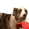 DYING_INSIDE_DOGGIE