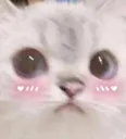 cat_blush cat_blush
