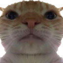 catface Discord emoji
