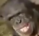 angry_monkey