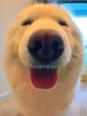 doggohappy doggohappy