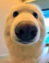 boopsnoot