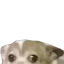 doggolurk