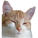 catTachanka_feelsnice Discord Emoji