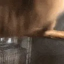 monkey monkey