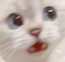 catAHH catAHH