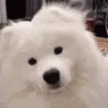dogiconfuse