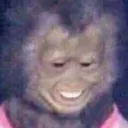 monkey