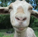 zgoat