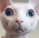 BingusStare