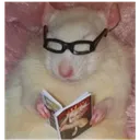 ratoestudioso777