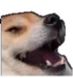 o_doggo o_doggo