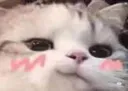 catUwU