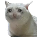Catsadd