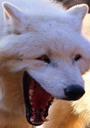 AmusedWolf1 Discord emoji