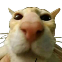 chester Discord emoji