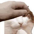 catpetslow