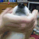 dog_head