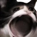 CAT_CRYMEGA