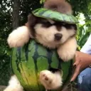 melondog