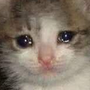 sadcat