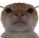 hmmcat