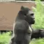 gorillaWalk gorillaWalk