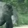 gorillaLeave