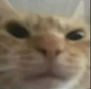 madcat