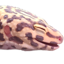 leo_laugh Discord emoji