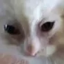 CatAgony