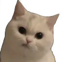 nad_wut69
