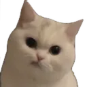 w_madmeow