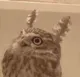 owlhair