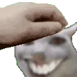 Catwasgudpet