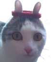 catgod catgod