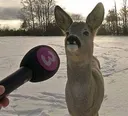 deer